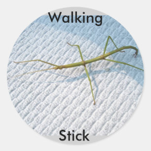 Adesivo Itens comuns de Walkingstick (Diapheromera femorat