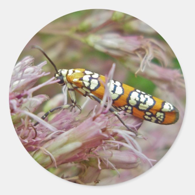 Adesivo Itens de Ailanthus Webworm Moth (Atteva punctella) (Frente)