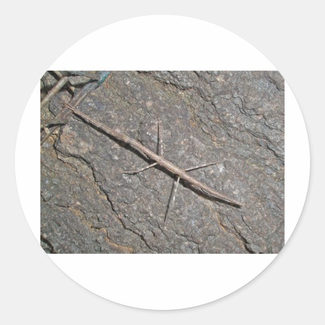Adesivo Itens de Anel Comum (Diapheromera femorata) (Frente)