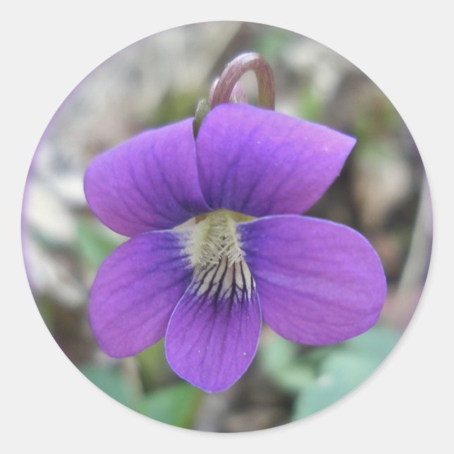 Adesivo Itens de Coordenada de Flor Selvagem Violeta (Frente)