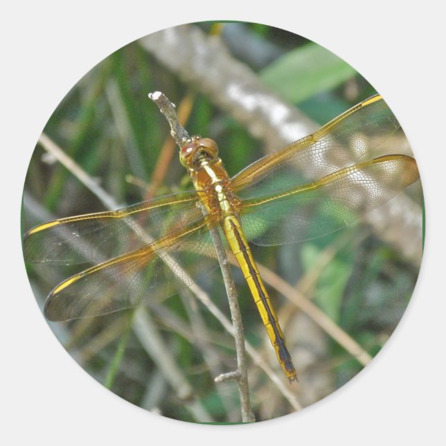 Adesivo Itens de Dragonfly Meadowhawk (Sympetrum) do ouro (Frente)