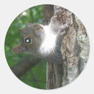 Adesivo Itens de Esquilo de Cinza oriental (Sciurus caroli