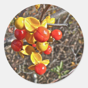 Adesivo Itens de Frutas da Videira Amarga
