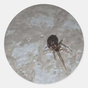 Adesivo Itsy Bitsy Spider #3