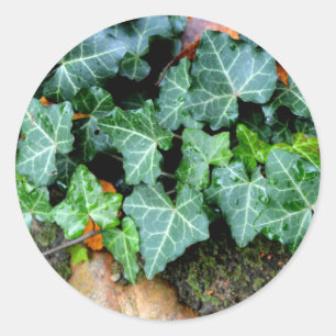 Adesivo Ivy e pedra de campo
