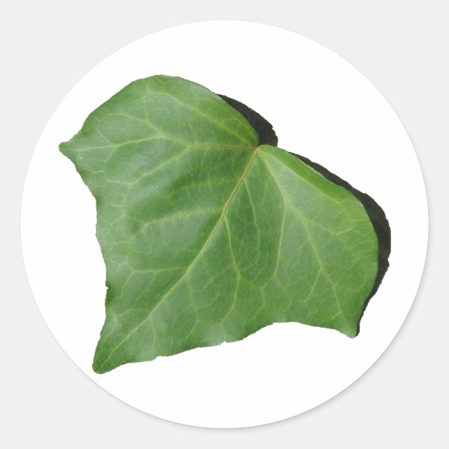 Adesivo Ivy Leaf (Frente)