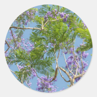 Adesivo jacaranda púrpura florida contra céu azul