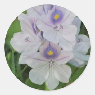 Adesivo Jacinto de Água em Flor - Flor Aquática Tropical