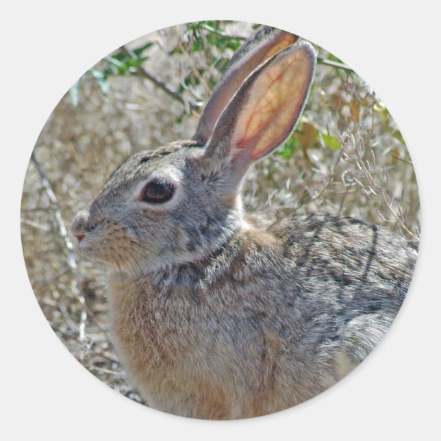 Adesivo Jack Rabbitt (Frente)