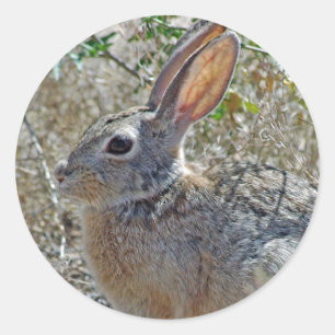 Adesivo Jack Rabbitt