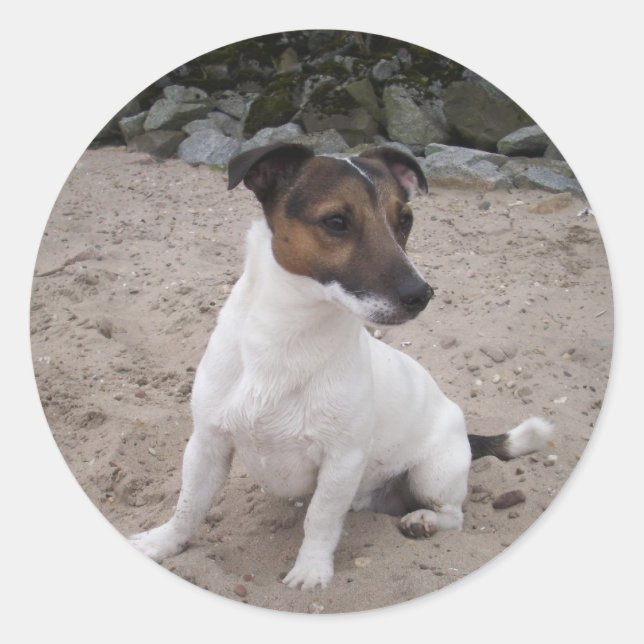 Adesivo Jack Russell klein Hund (Frente)