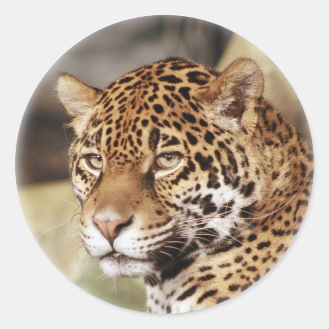 Adesivo Jaguar Sticker (Frente)