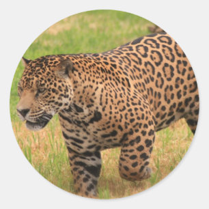Adesivo Jaguar Stickers