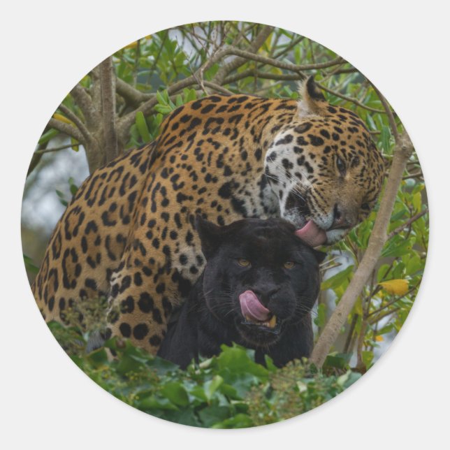 Adesivo Jaguars In Love (Frente)