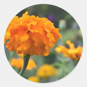 Adesivo Jardim de Fotografia da Flor Laranja Marigold