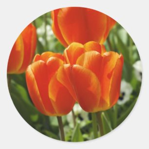 Adesivo Jardim de Tulipas da Primavera