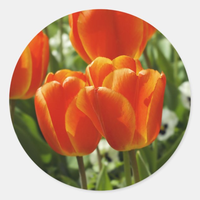 Adesivo Jardim de Tulipas da Primavera (Frente)