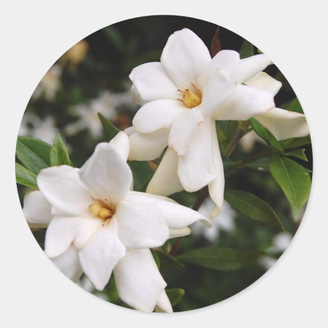 Adesivo Jasmine (Frente)