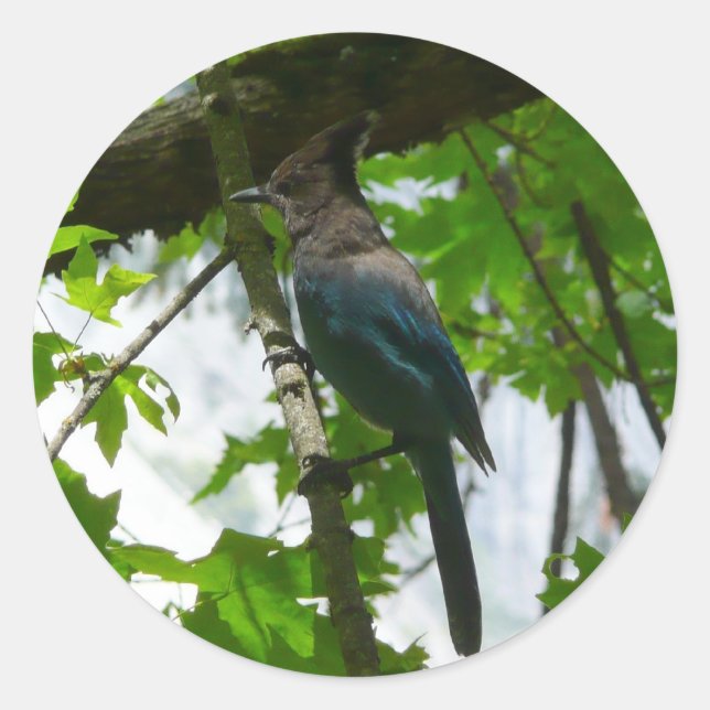 Adesivo Jay de Steller no Parque Nacional de Yosemite (Frente)