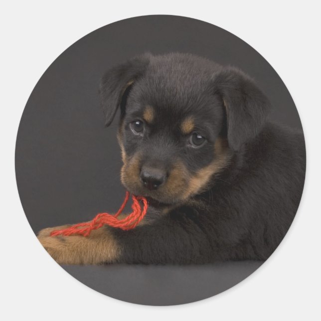 Adesivo Jogando Puppy 5 (Frente)