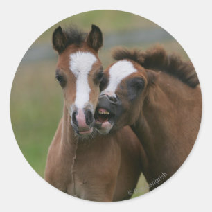 Adesivo Jogo dos potros