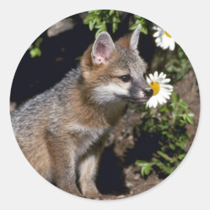 Adesivo Jogo Fox-novo cinzento