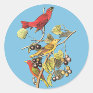 Adesivo John J Audubon Summer Tanager Bird Art Stickers