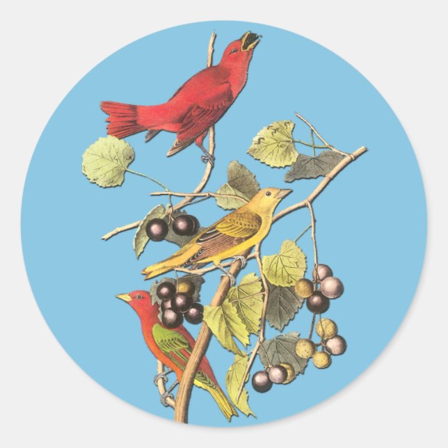 Adesivo John J Audubon Summer Tanager Bird Art Stickers (Frente)