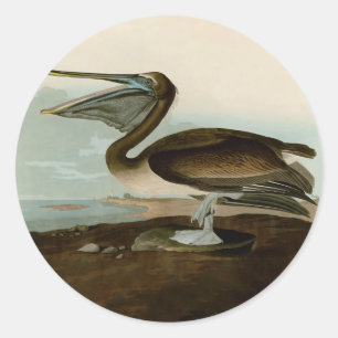 Adesivo John James Audubon Brown Pelican Trabalho de arte 