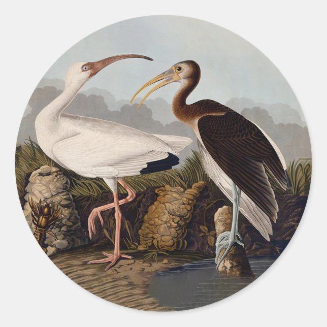 Adesivo John James Audubon White Ibis Bird Print Classic (Frente)