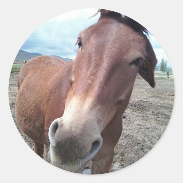 Adesivo Josie, a mula engraçada (Frente)