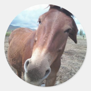 Adesivo Josie, a mula engraçada