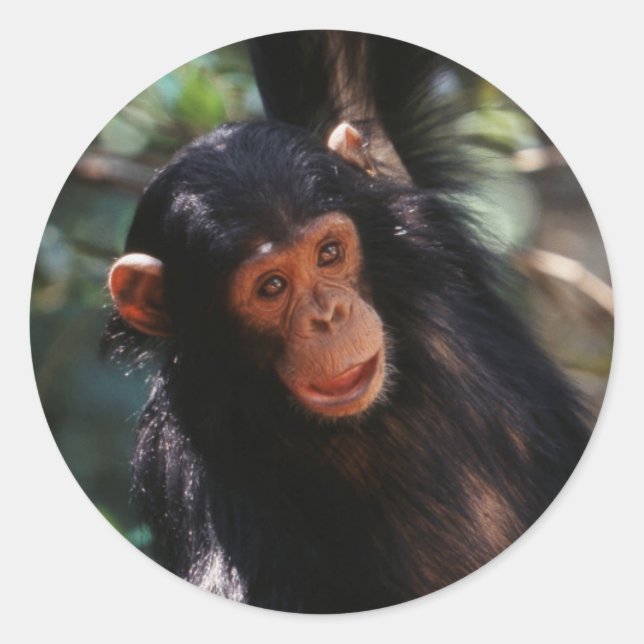 Adesivo Jovem Chimpanzé (Frente)