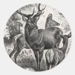 Adesivo Jovem corça da gama do veado da ilustração do