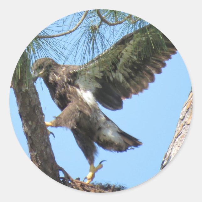 Adesivo Jovem Eagle Yoga estimula Stickers (Frente)