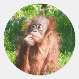 Adesivo Jovem Orangutan Deep em Pensamento