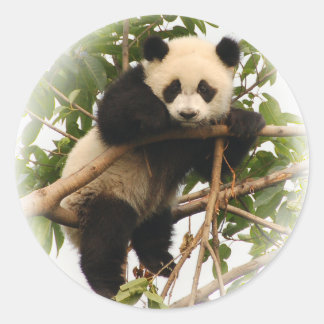 Adesivo Jovem panda gigante.
