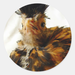 Adesivo Jovem Polonês