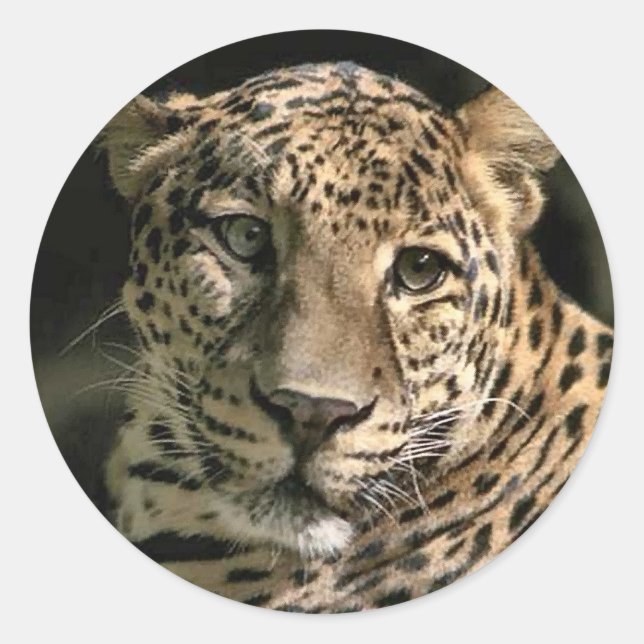 Adesivo Jovens Presentes de Arte de Leopardo (Frente)