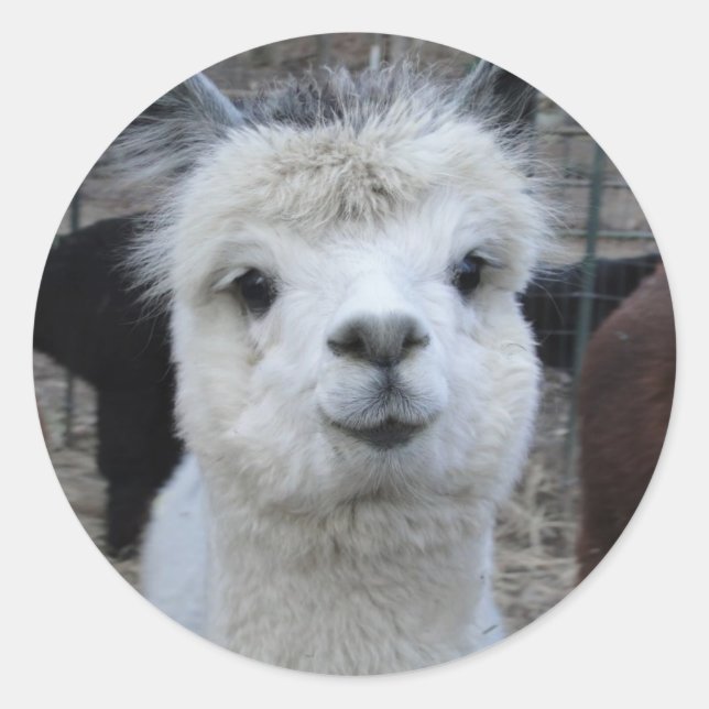 Adesivo Jules Verne (Frente)