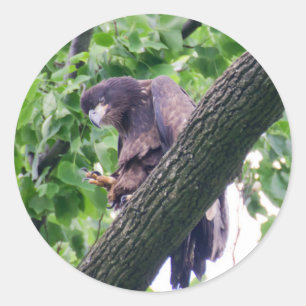 Adesivo Juvenile Bald Eagle