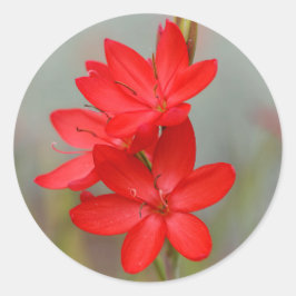 Adesivo Kaffir Lily / River Lily / Hesperantha Coccinea