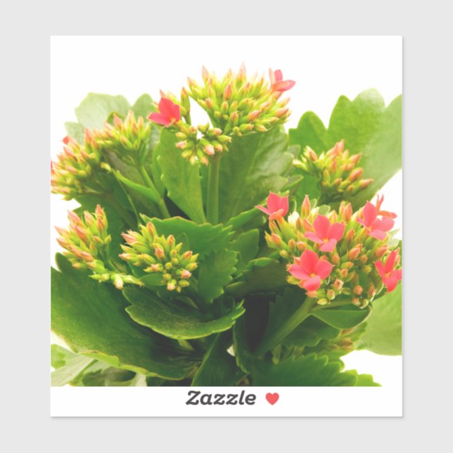 Adesivo Kalanchoe blossfeldiana (Folha)
