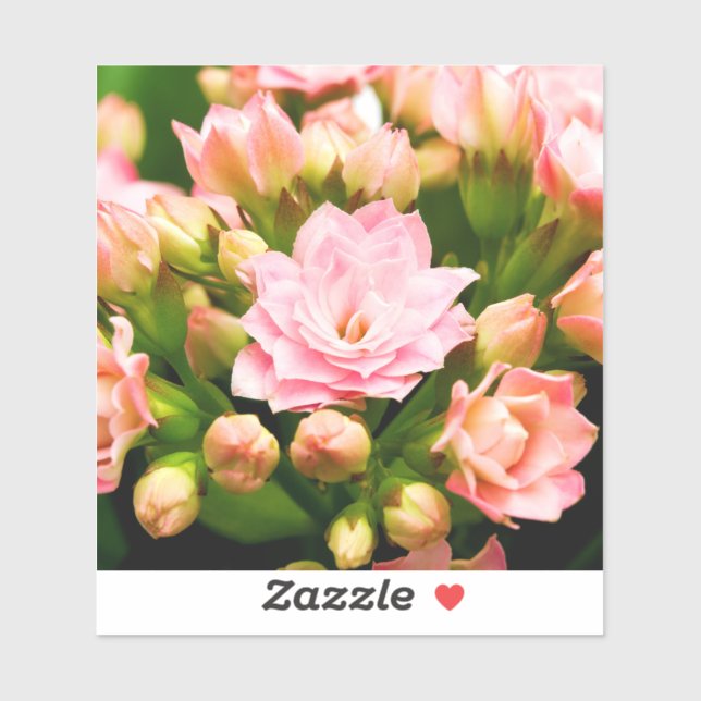 Adesivo Kalanchoe calandiva (Folha)