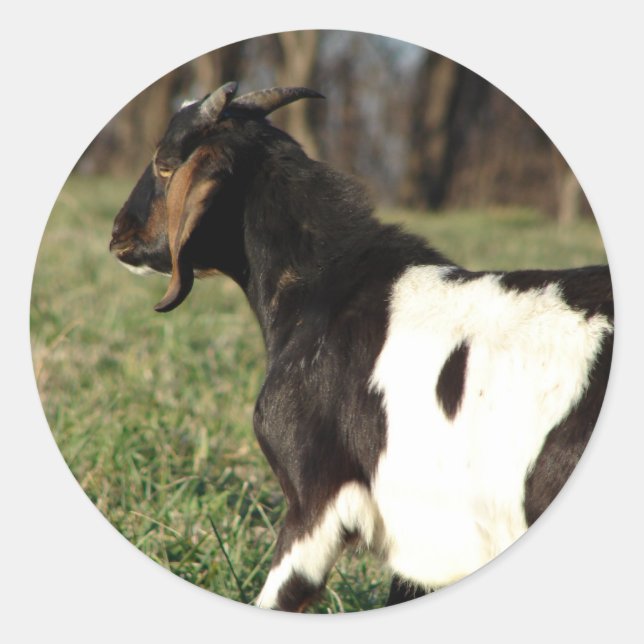 Adesivo Kalvin (Frente)