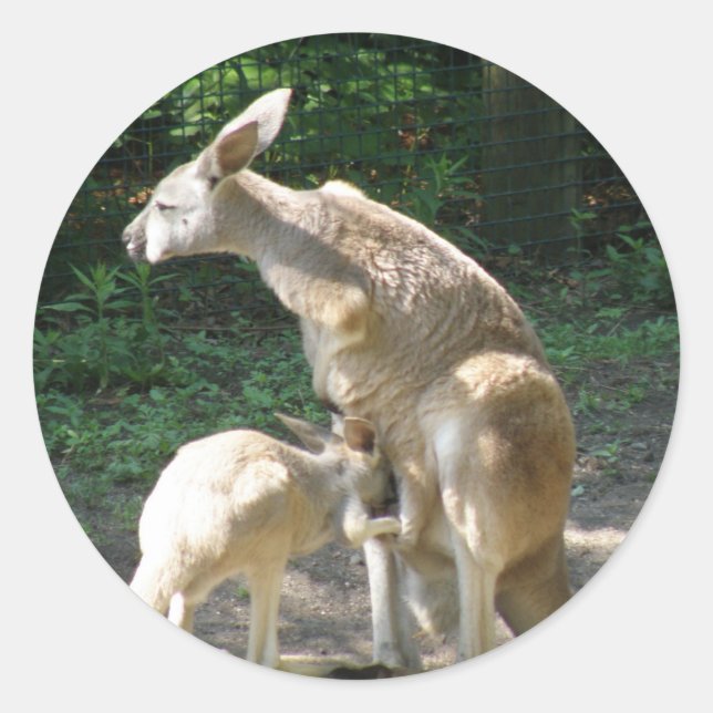 Adesivo Kangaroo Joey Stickers (Frente)