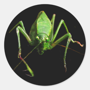 Adesivo Katydid