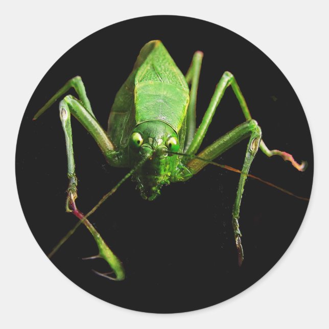 Adesivo Katydid (Frente)