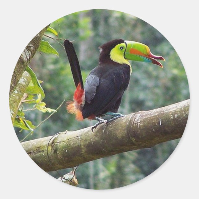 Adesivo Keel Billed Toucan (Frente)
