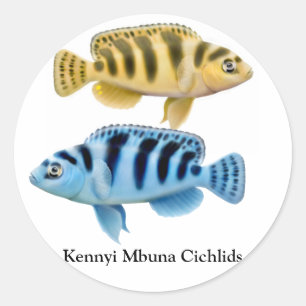 Adesivo Kennyi African Rift Lake Cichlids Sticker